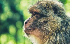 Why You Should Include MailChimp Lead Generation in Landing Page Prototypes
