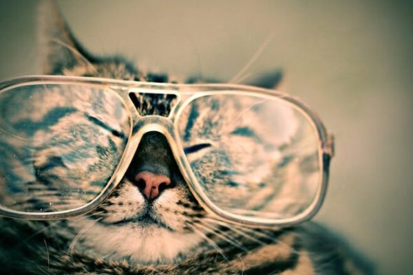 cat-glasses