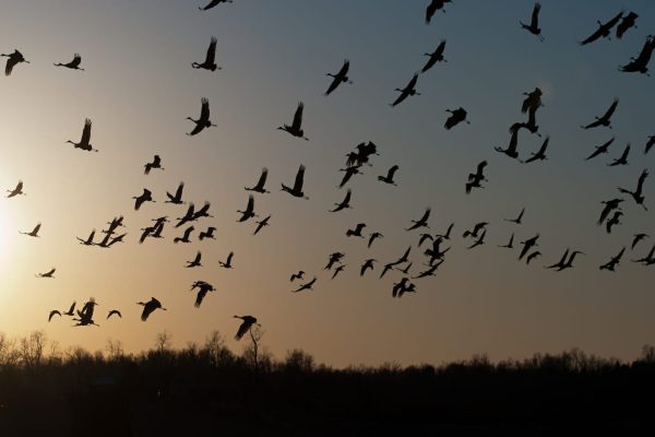 Migrating sandhill cranes are flying at dusk.